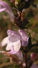 Clinopodium carolinianum