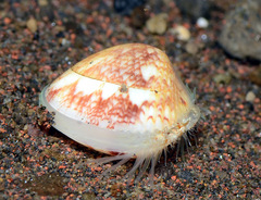 Lioconcha ornata