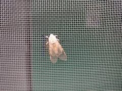 Hypercompe caudata