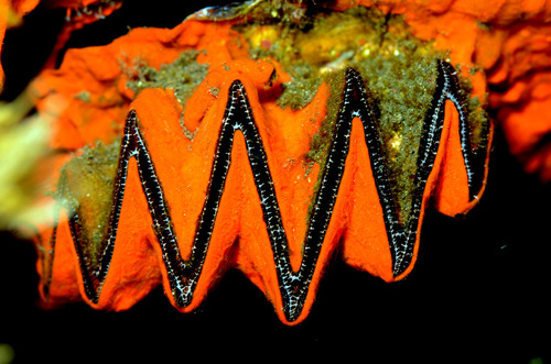 Cockscomb Oyster