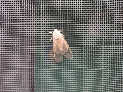 Hypercompe caudata