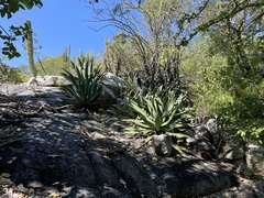 Agave aurea