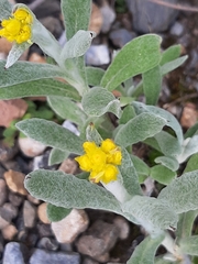 Chrysocephalum apiculatum