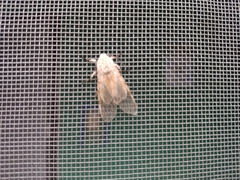 Hypercompe caudata