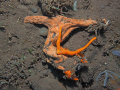 Malleus malleus