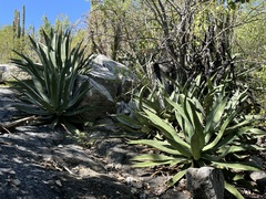 Agave aurea
