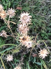 Centaurea scabiosa