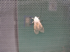 Hypercompe caudata