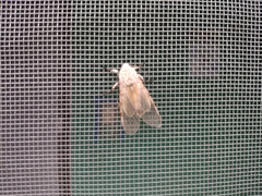 Hypercompe caudata