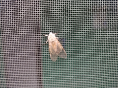 Hypercompe caudata