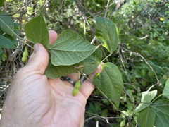 Rhynchosia precatoria