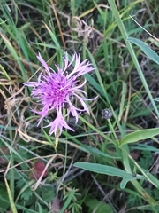 Centaurea scabiosa