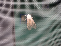Hypercompe caudata