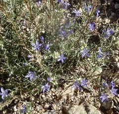 Eriastrum densifolium