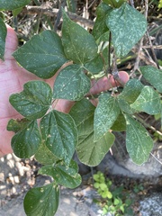 Rhynchosia precatoria