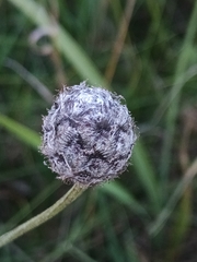 Centaurea scabiosa