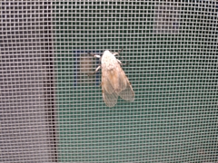 Hypercompe caudata