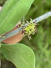 Forestiera