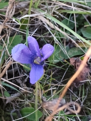 Gentianopsis ciliata ciliata