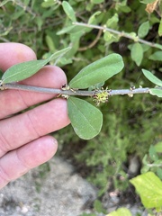 Forestiera