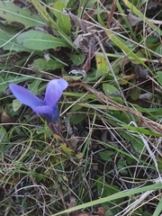 Gentianopsis ciliata ciliata