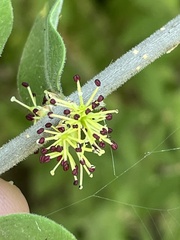 Forestiera