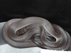 Oxyrhopus petolarius