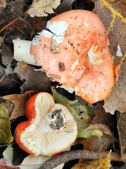Russula silvestris
