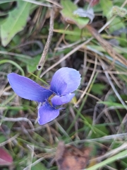 Gentianopsis ciliata ciliata