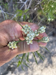 Pseudognaphalium leucocephalum