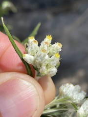 Pseudognaphalium leucocephalum