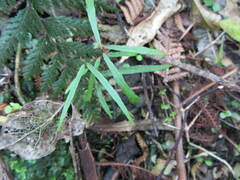 Parsonsia heterophylla