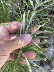 Pseudognaphalium leucocephalum