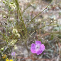 Agalinis setacea
