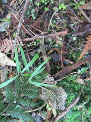 Parsonsia heterophylla