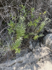 Pseudognaphalium leucocephalum