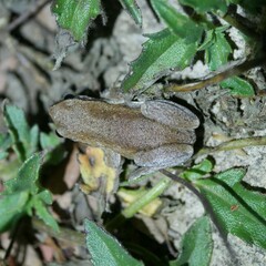 Litoria rubella