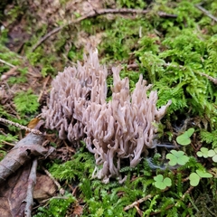 Clavulina cinerea