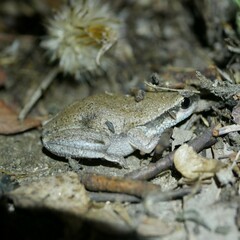 Litoria rubella