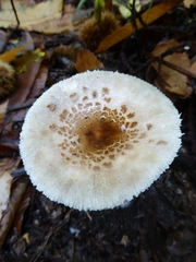 Macrolepiota