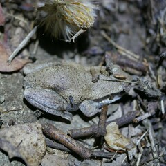 Litoria rubella