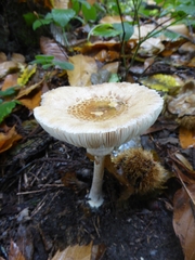 Macrolepiota