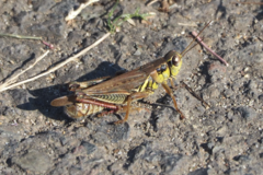Melanoplus sanguinipes