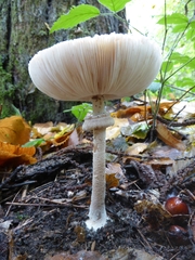 Macrolepiota