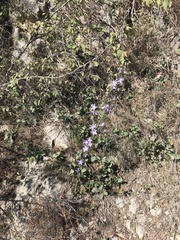 Campanula pyramidalis