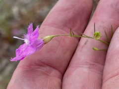 Agalinis setacea