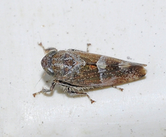 Stegelytra putoni
