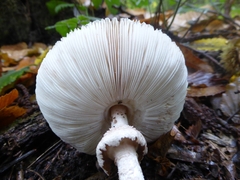 Macrolepiota