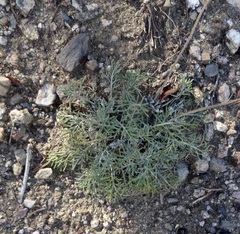 Hymenopappus filifolius