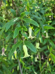 Billardiera scandens